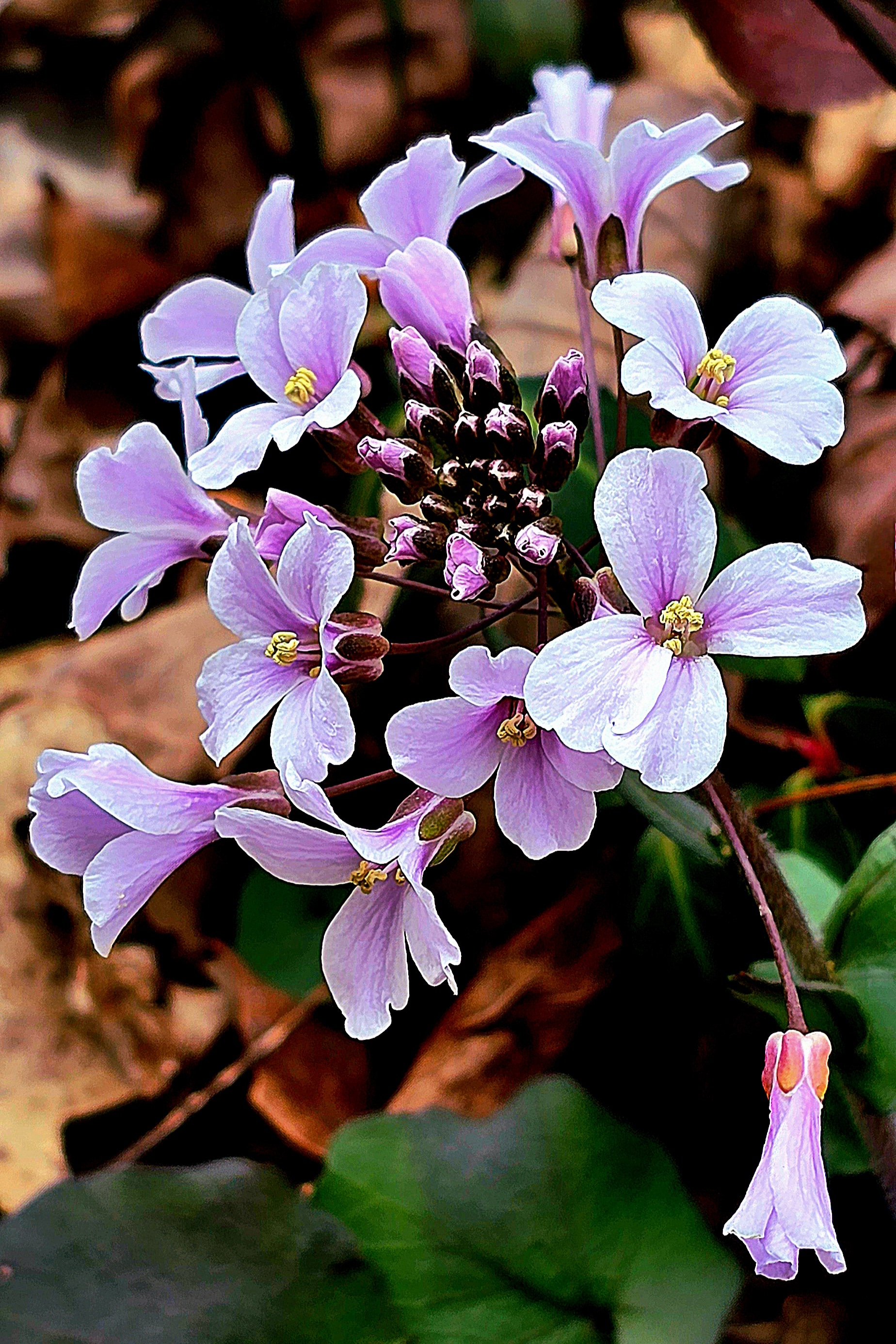 Appalachian Treasures
