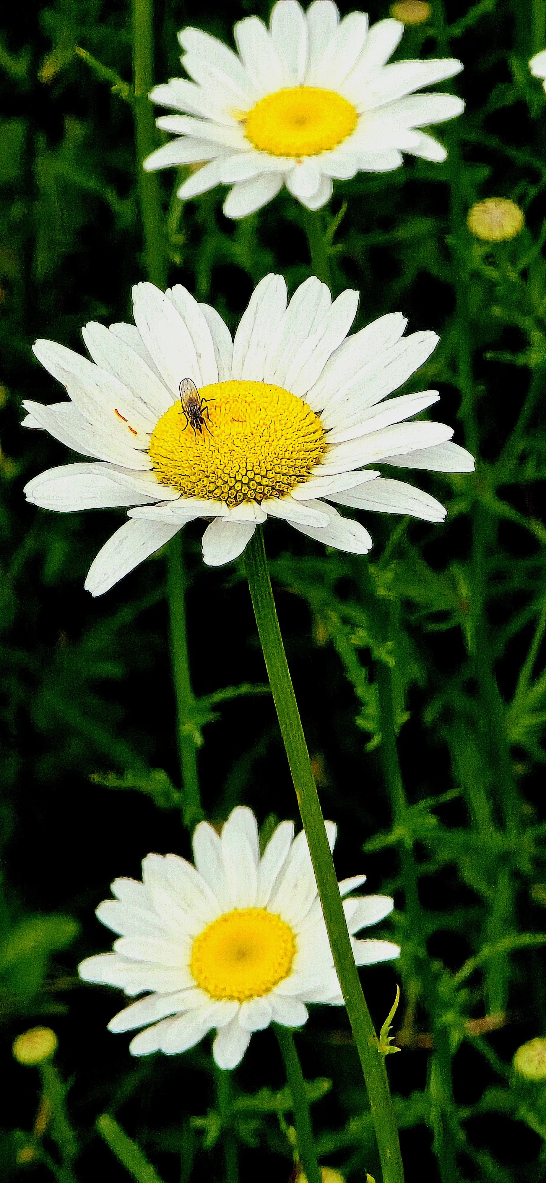 Appalachian Treasures