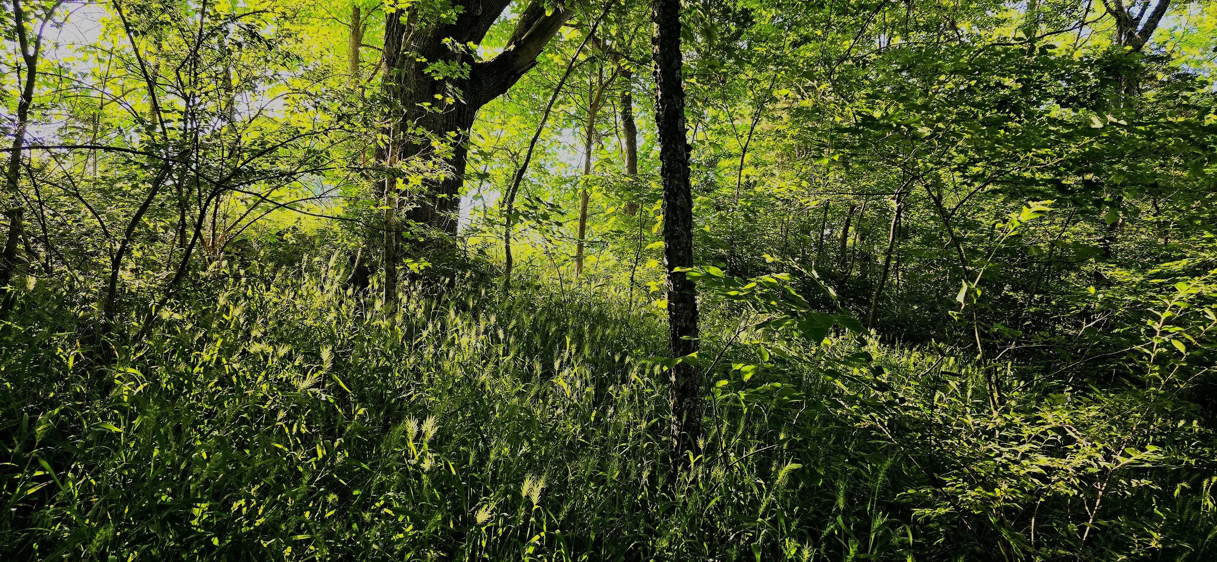 Nature Seen