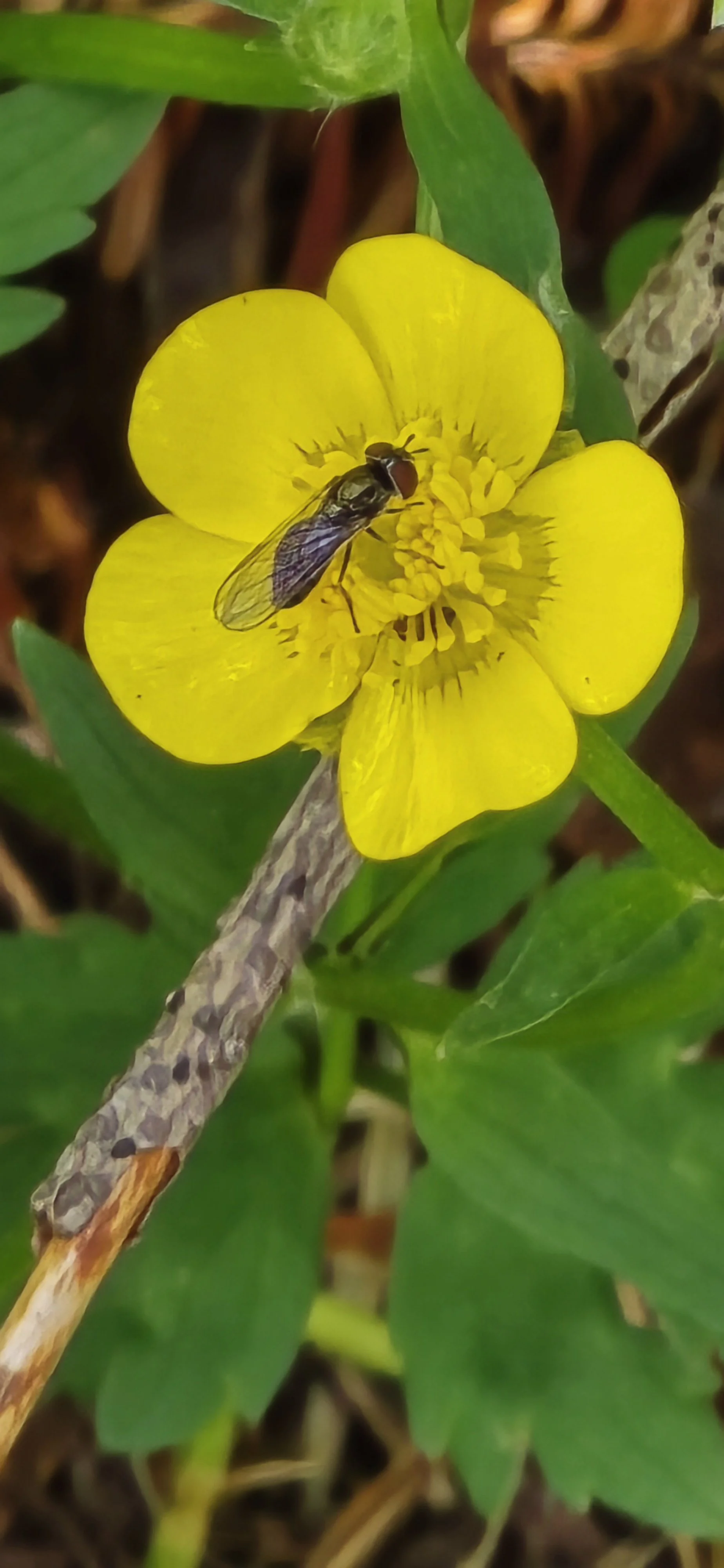 PhotoArt