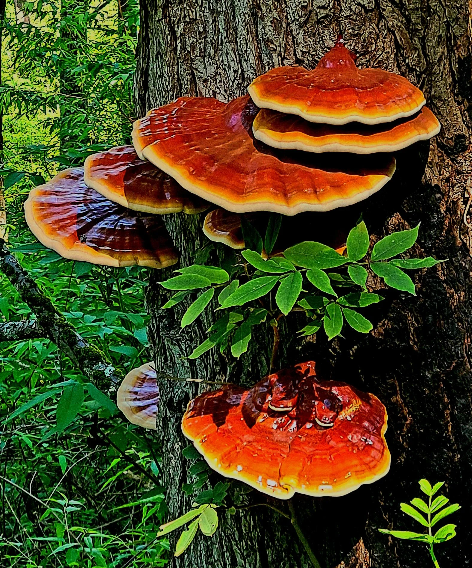 Bloomshrooms