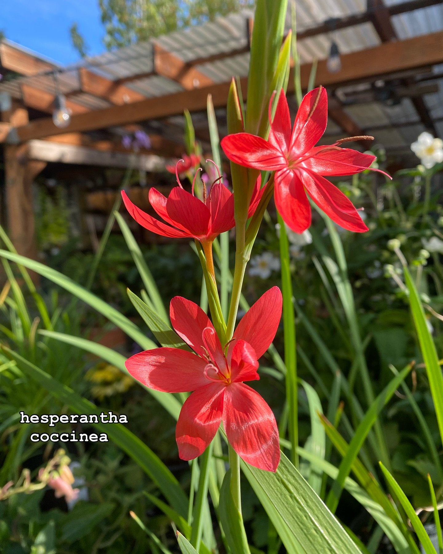 ✨NEW BLOOMS✨FALL SALE TIME✨
It's time to get going on your fall planting. New shipments are coming in and sale tags are flyin into midsummer's pots- look for the green tags! Plus a full sale table to treasure hunt through. 

🌼Out with the spent bloo