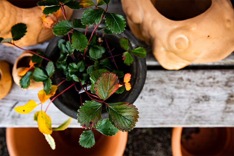 Garden Shop — thicket