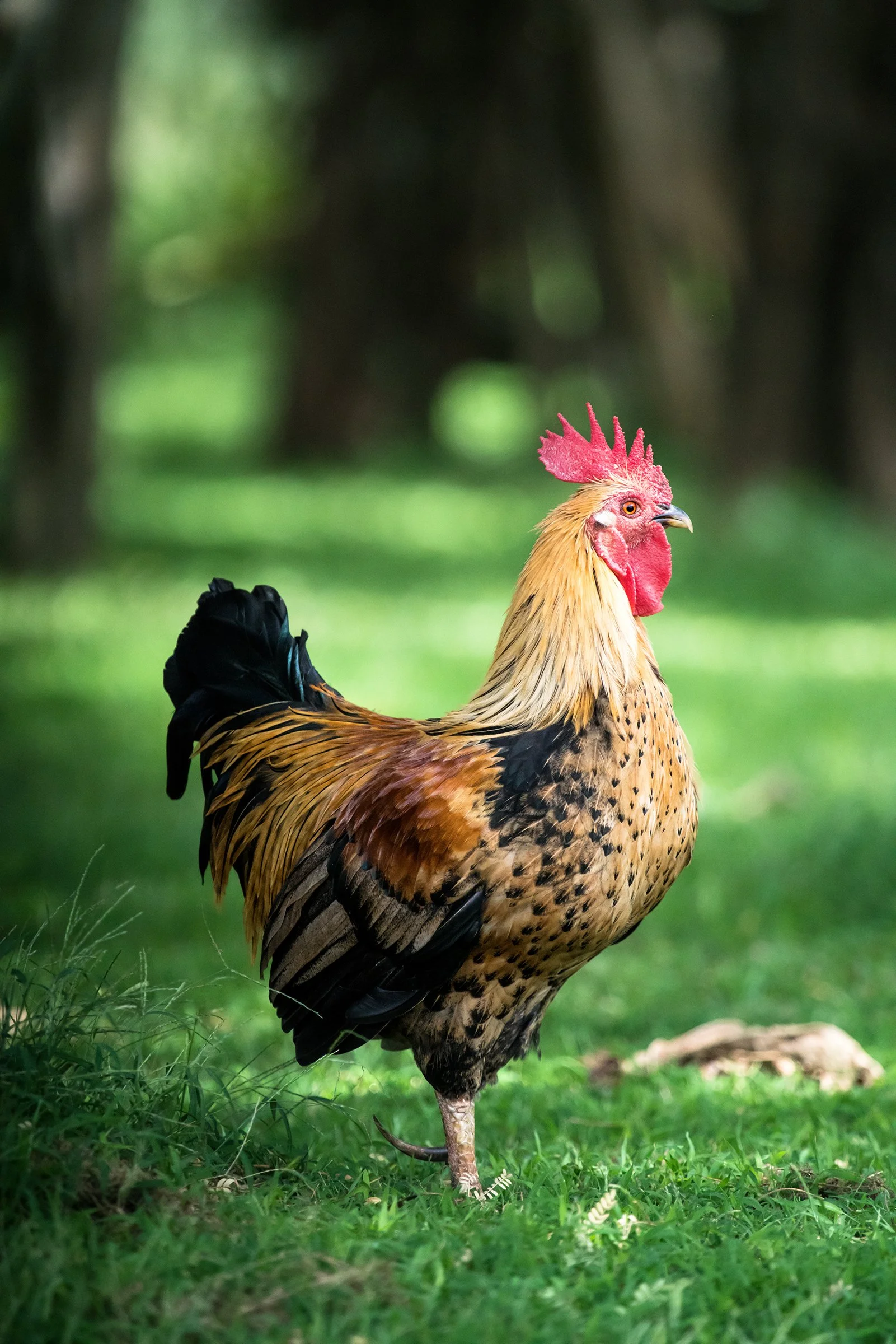 Maui rooster.jpg