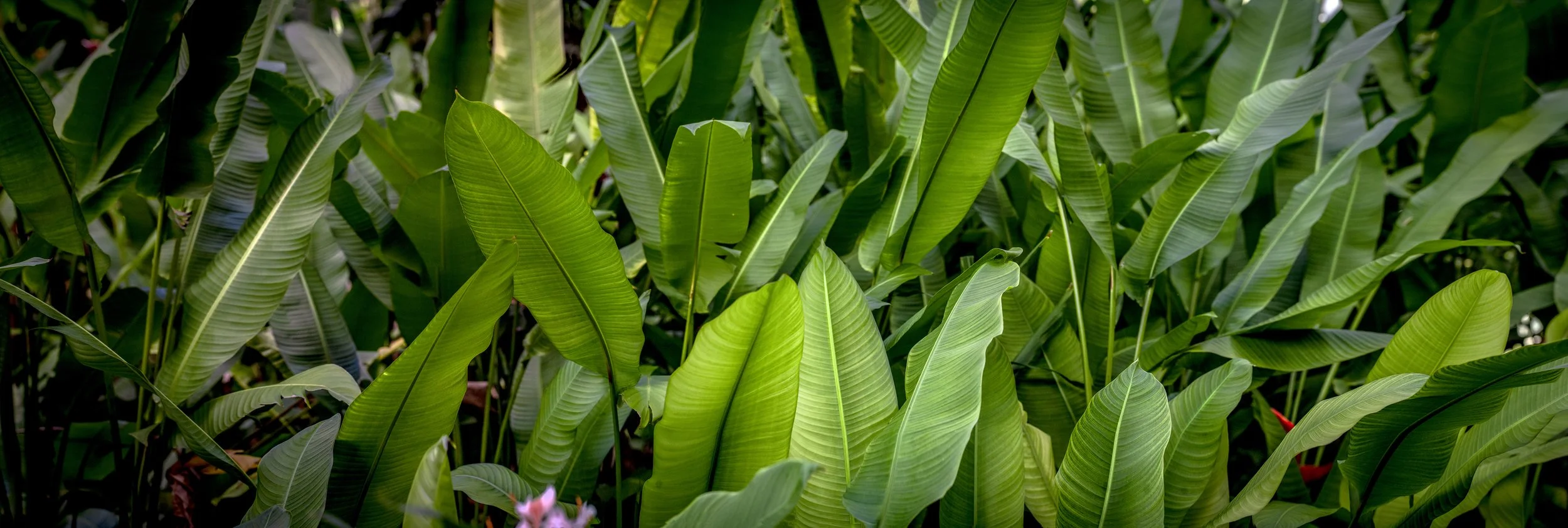Wiamea garden copy 2.jpg