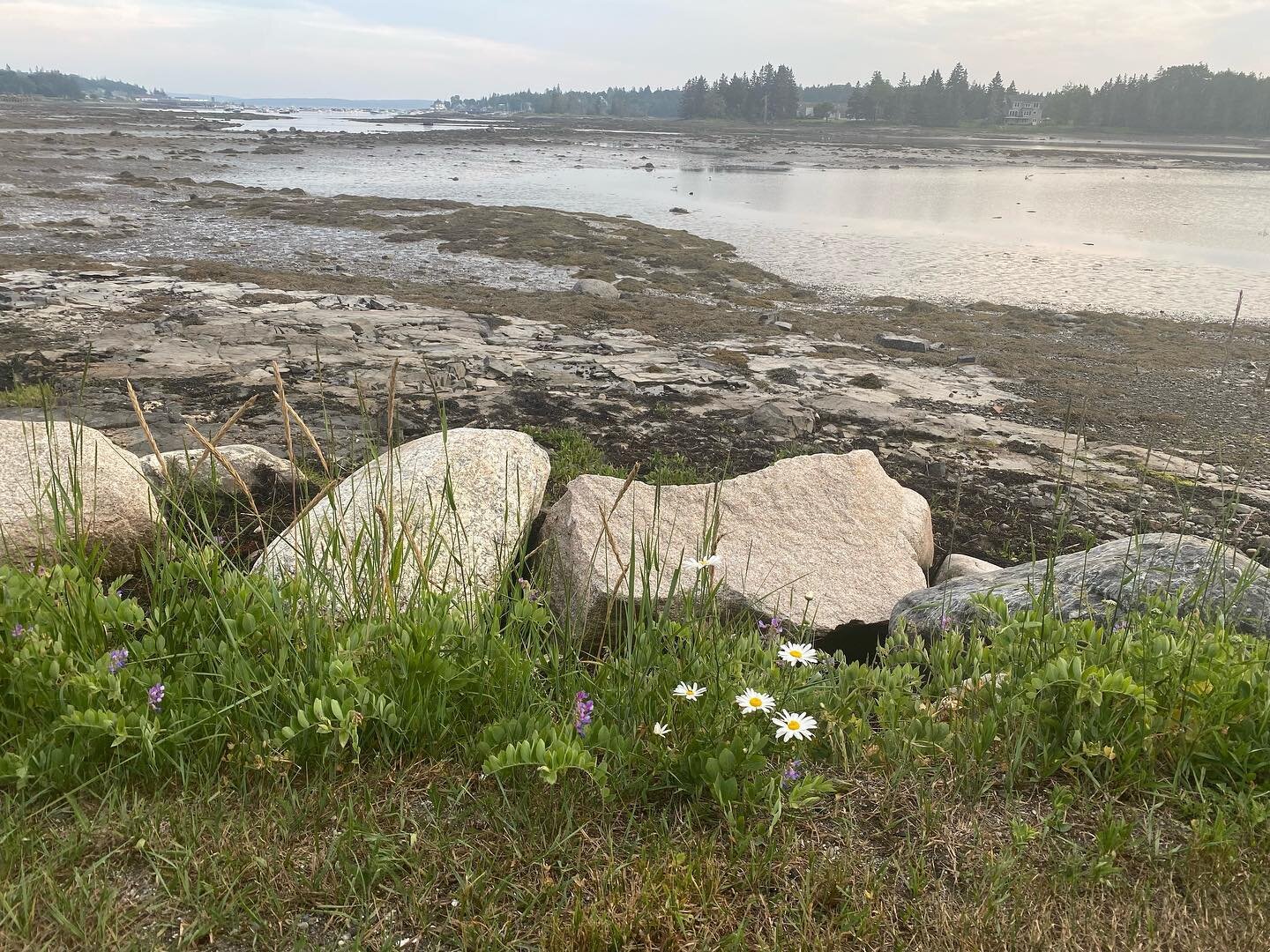 A few beauty shots of travels on the Schoodic and Mount Desert Island.
Divine!
#schoodicpeninsula #schoodiclake #acadianationalpark #mountdesertisland