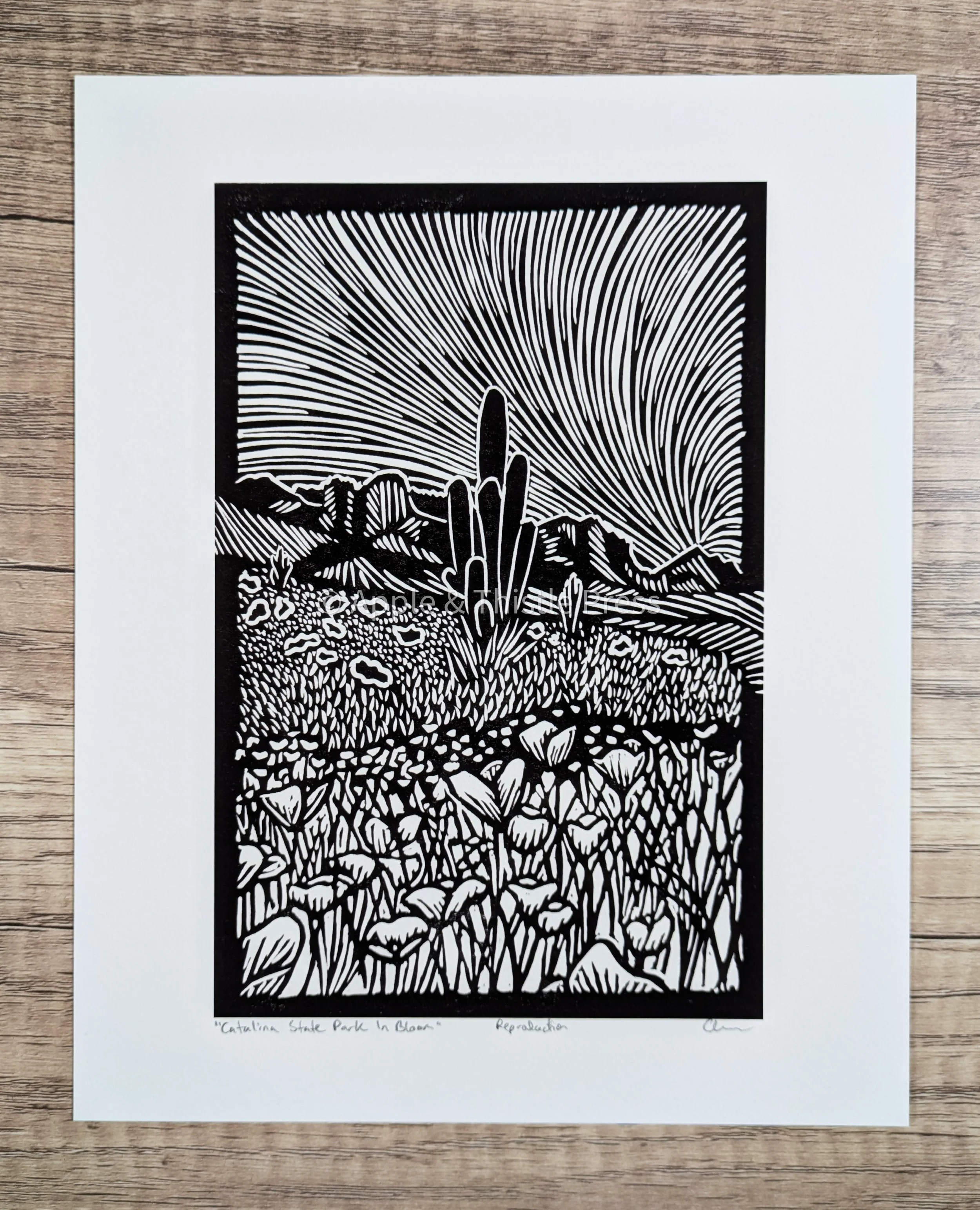 Catalina State Park 3.jpg