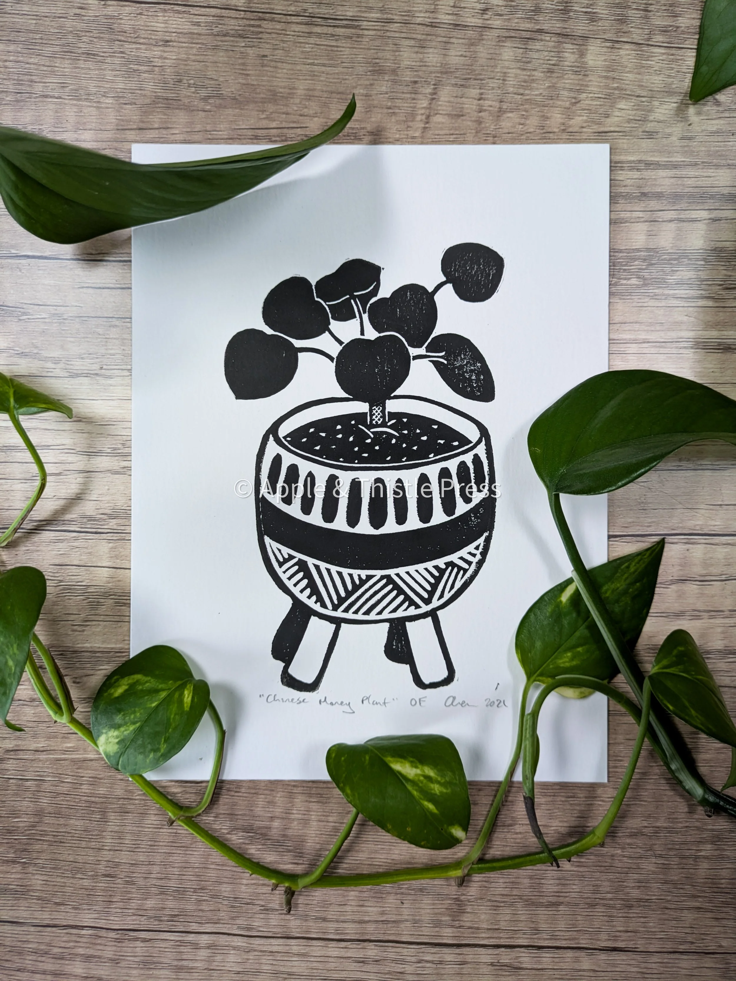 Chinese Money Plant