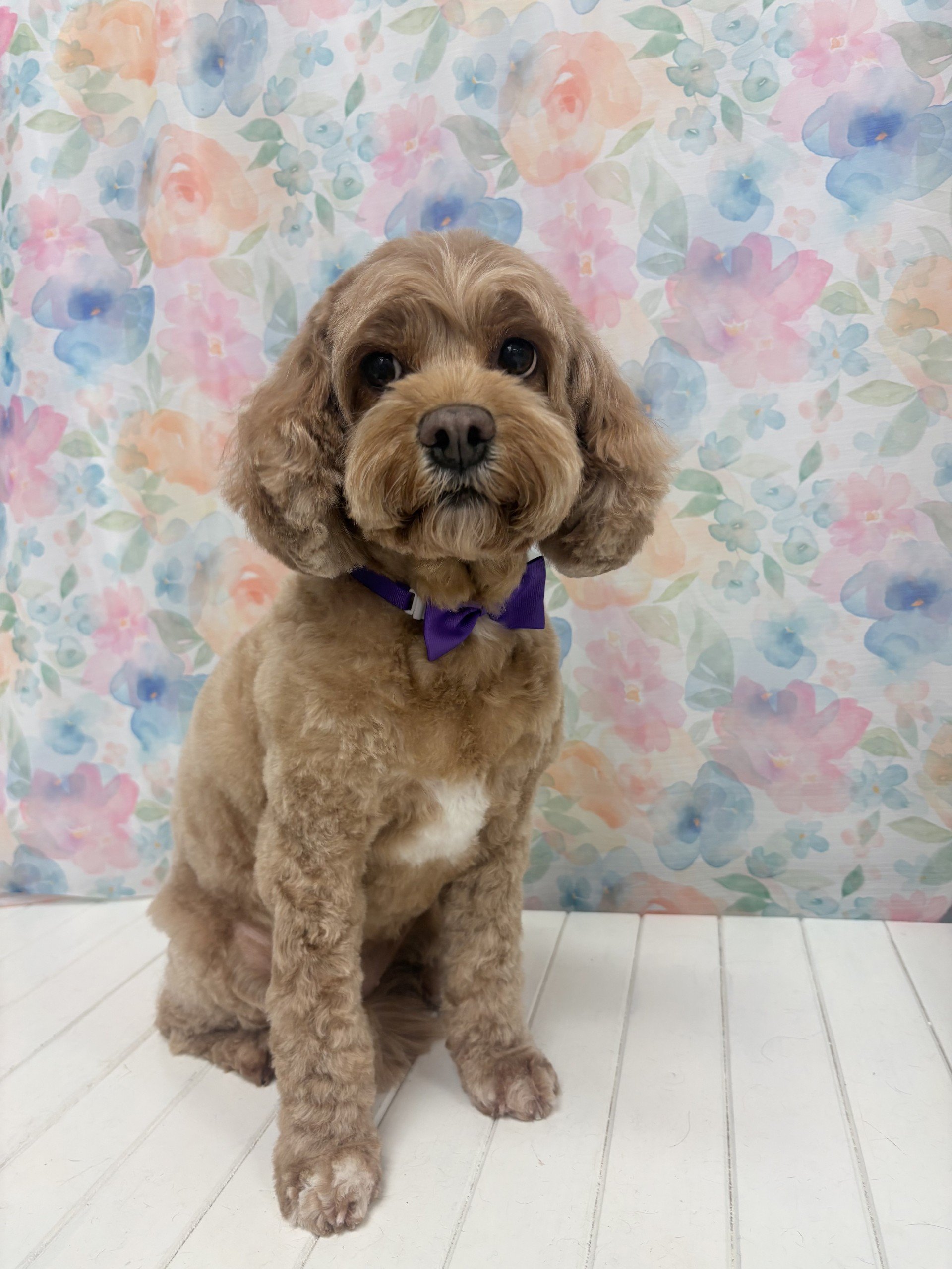 cavoodle.jpg