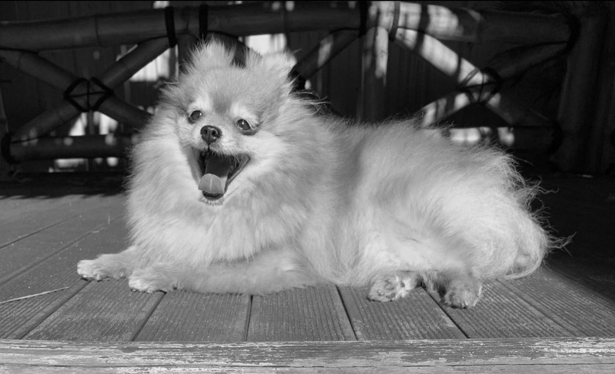 A fluffy Pomeranian dog lying on a wooden porch, yawning with its tongue out. The background includes a wicker chair and a dark fence.