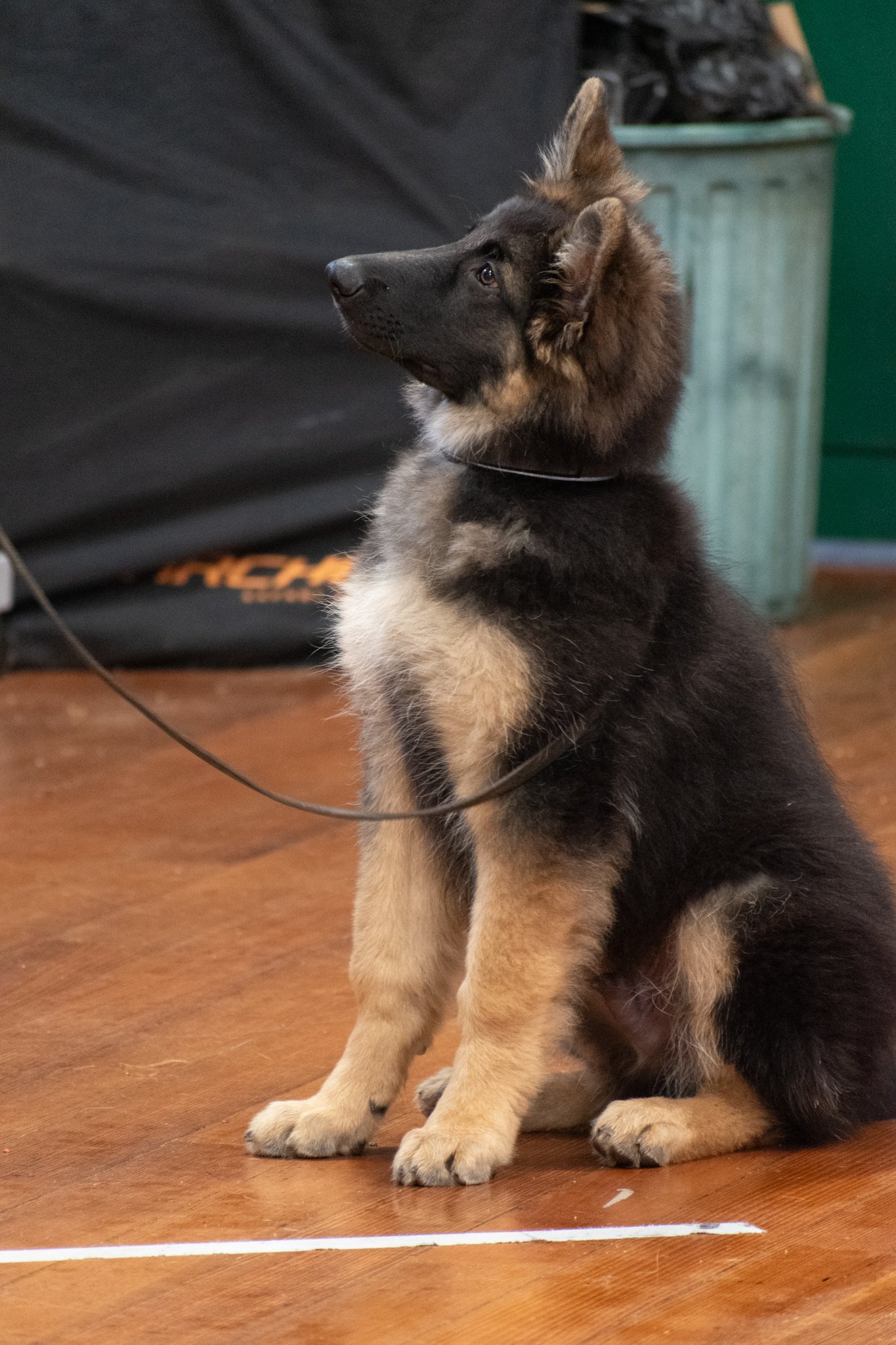 German Shepherd Pup-so fluffy!