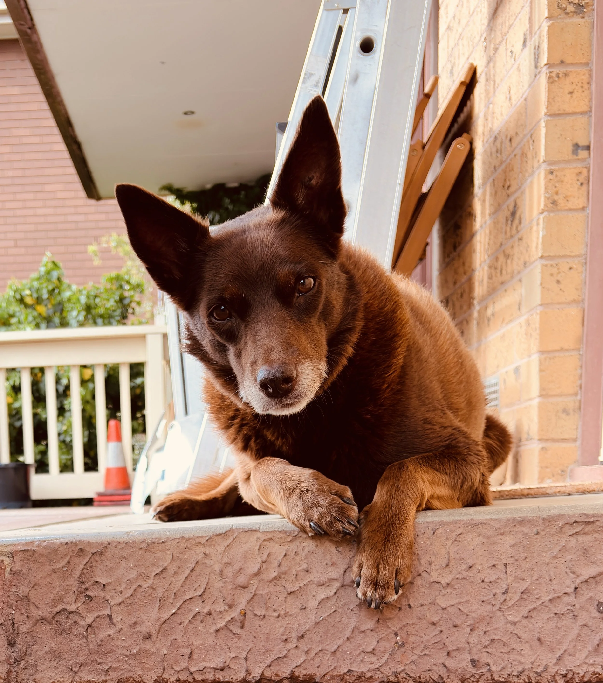 Retiring your assistance dog