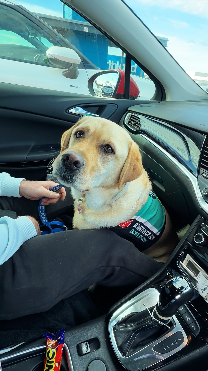 Can a Taxi or Rideshare Driver Refuse an Assistance Dog in Victoria?