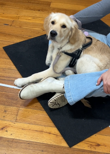 Life's tough for a Golden Retriever pup