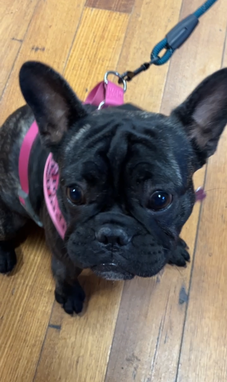 Frenchies are funny
