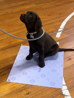 Choccie Lab goodness!