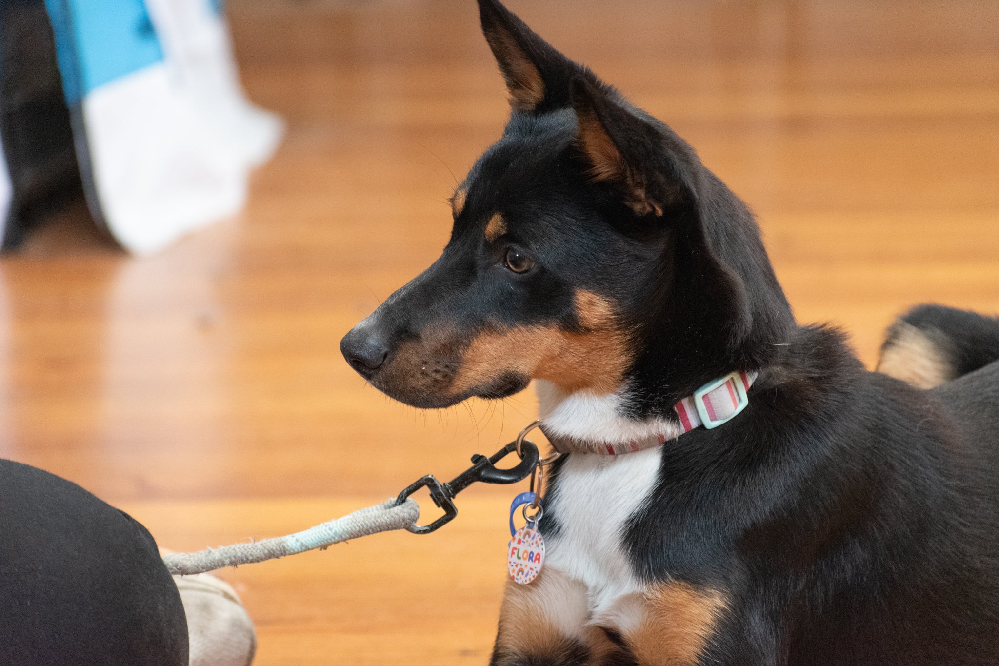 Kelpie Pup in full focus mode!