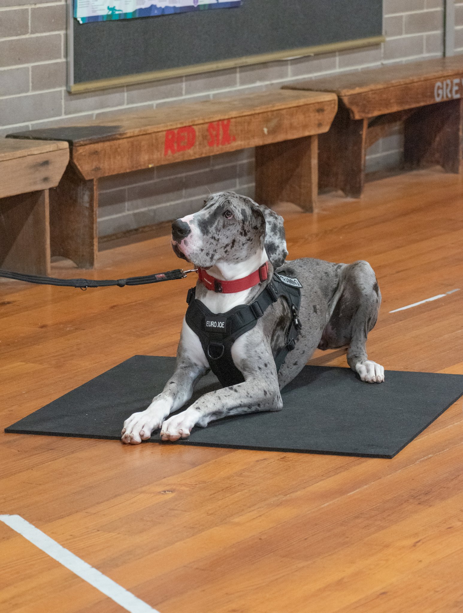 Great Dane 7 months old