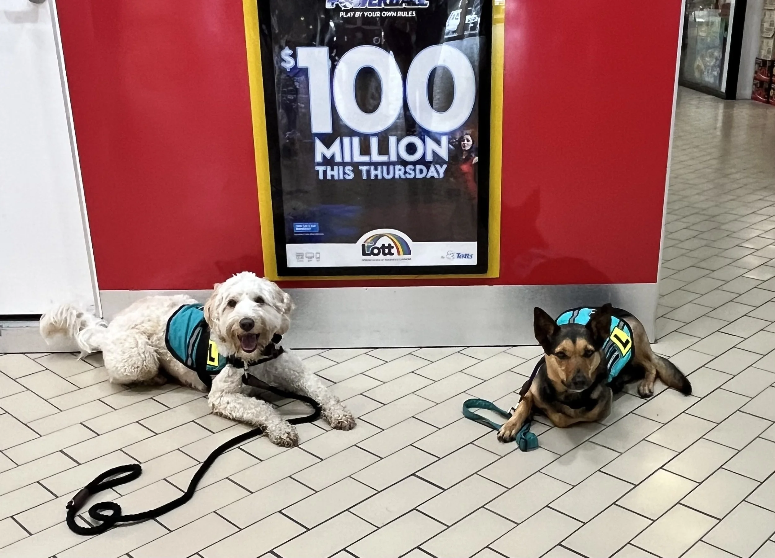 Cobberdog & Kelpie sitting in front of a tattslotto sign wearing in-training jackets