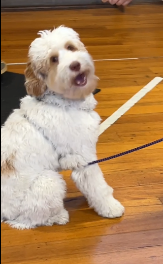 G'day Cobberdog!