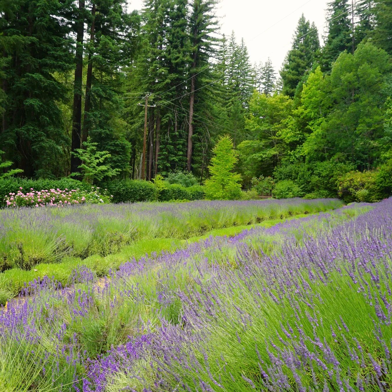 Lavender_harvest_2_1480x1480_crop_center.png.webp