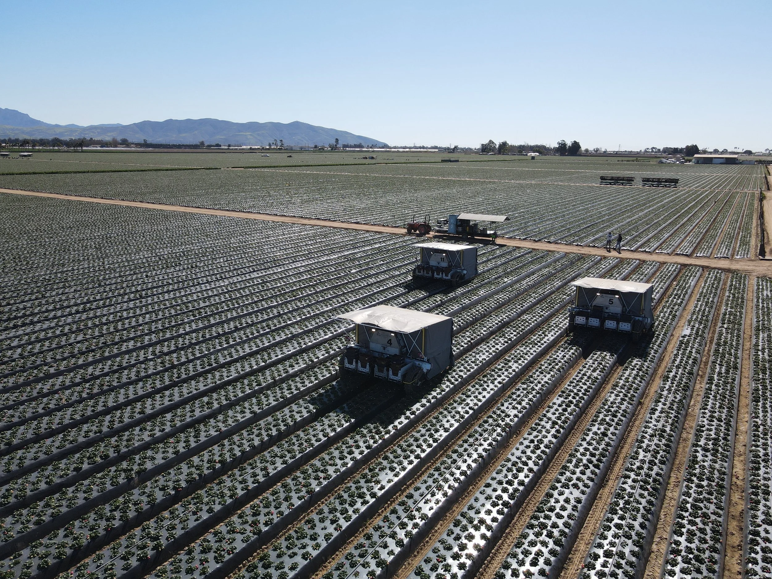 Aerial view of agricultural field with rows of crops and automated harvesting machines