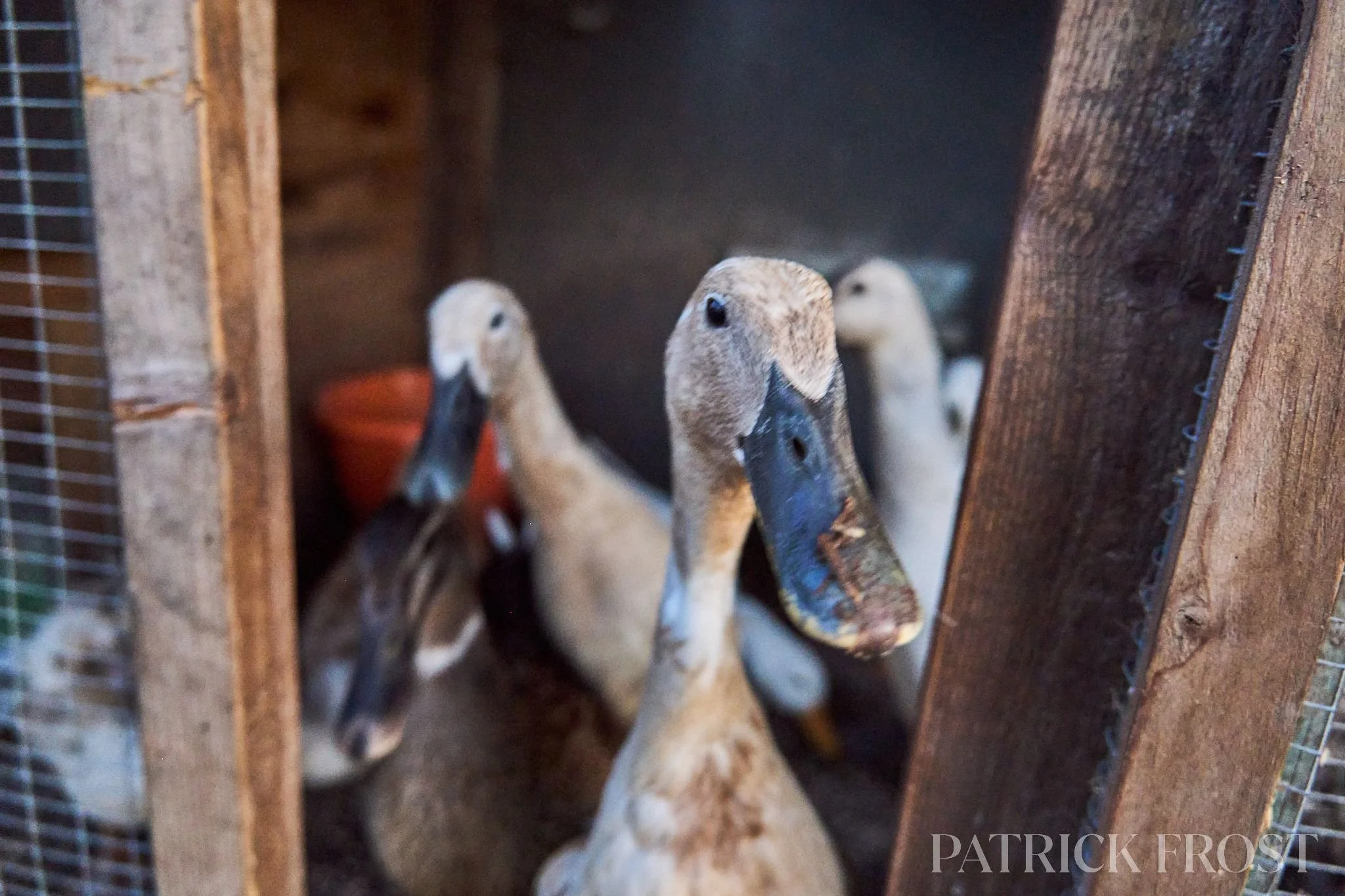 Our ducks