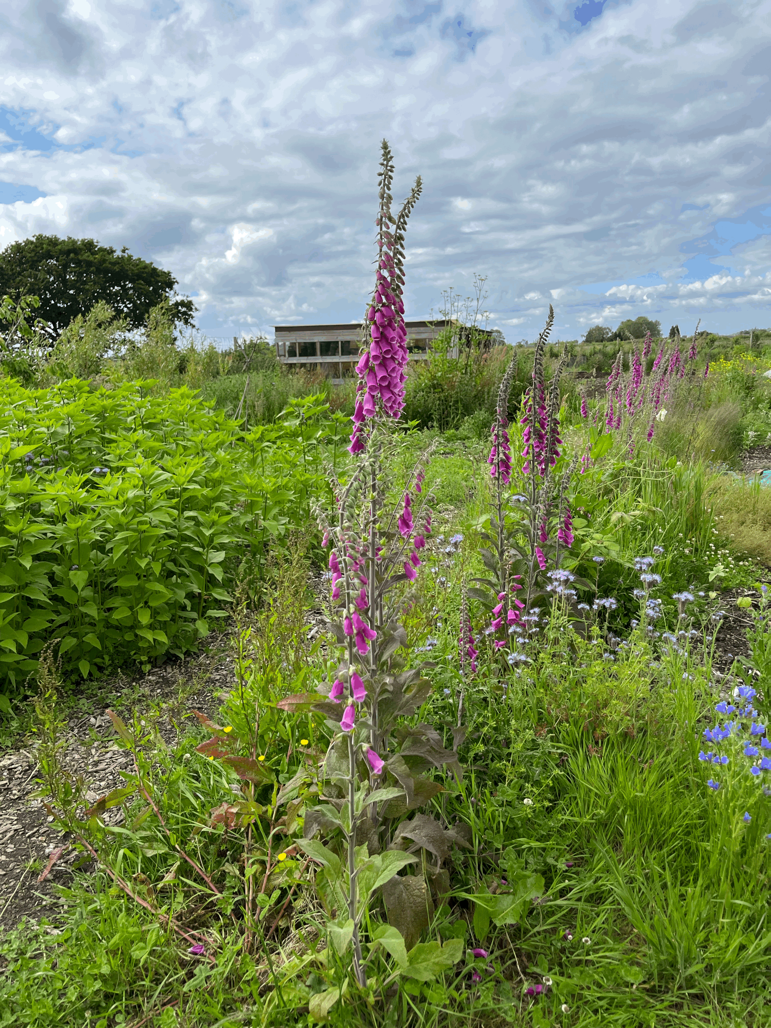 Rhythms and Roots - Day of nature based workshops