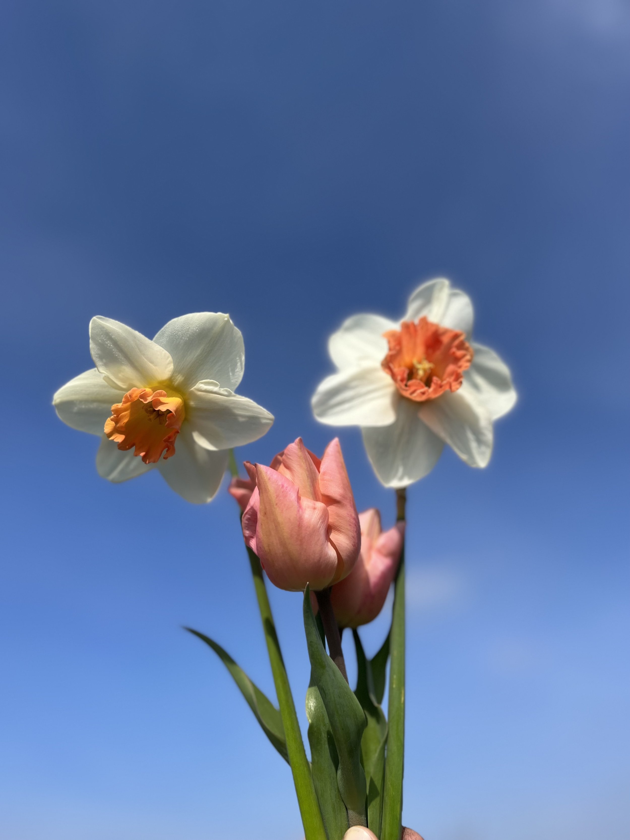 Ostara- Spring Equinox Wheel of the year Celebration
