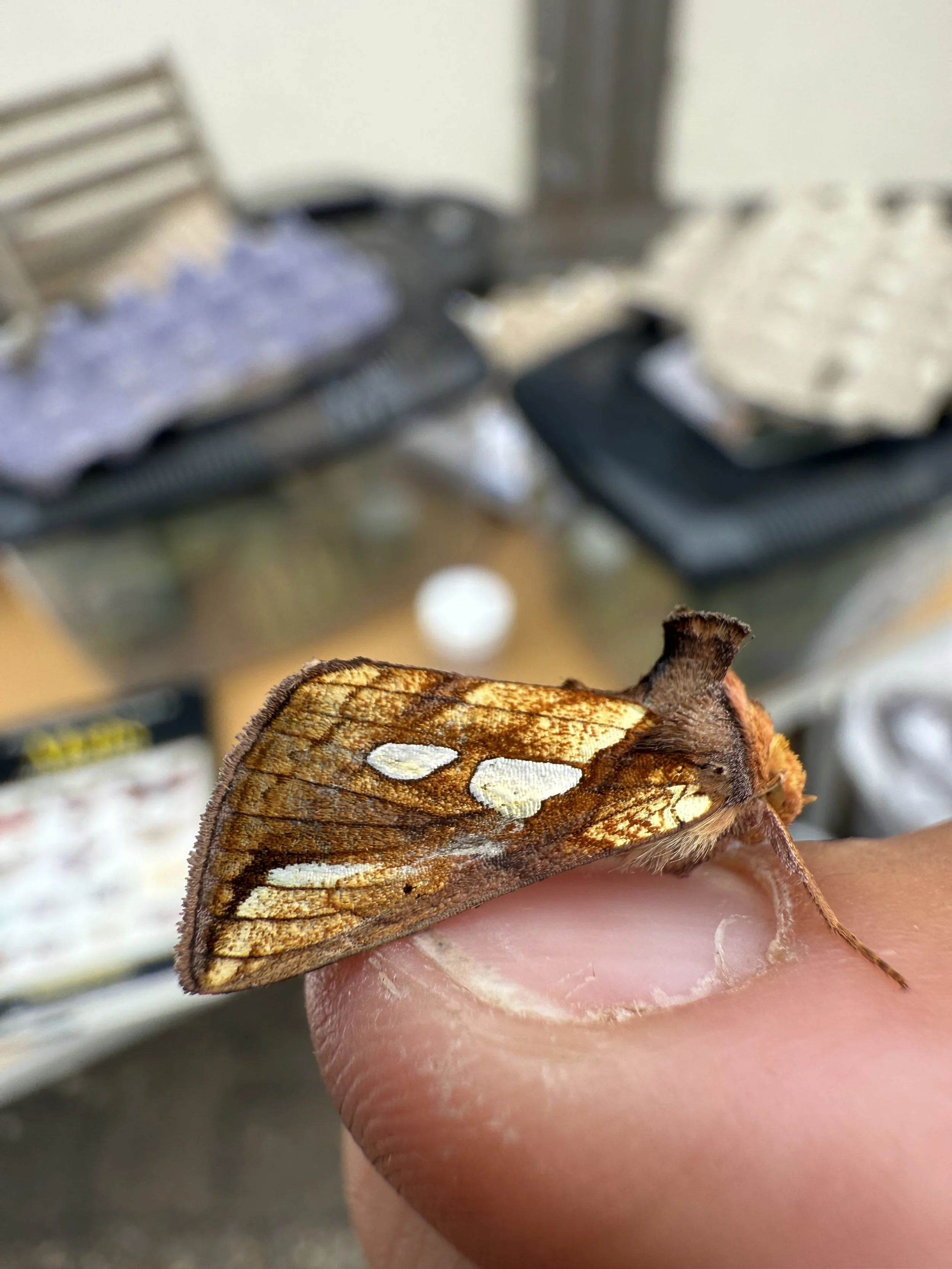 Moths, the moon and beyond
