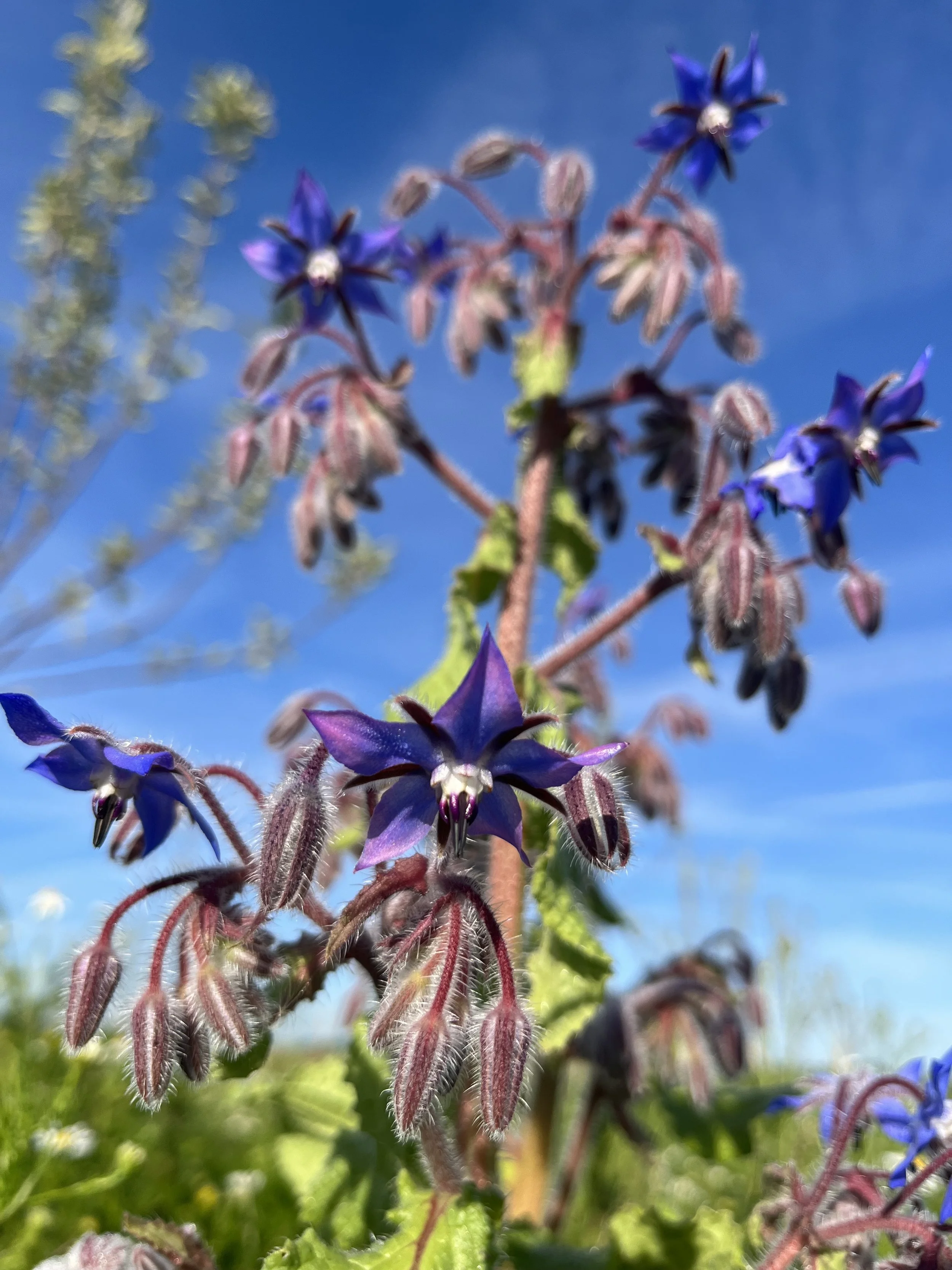 Full Course Magic of Culinary Herbs 2026