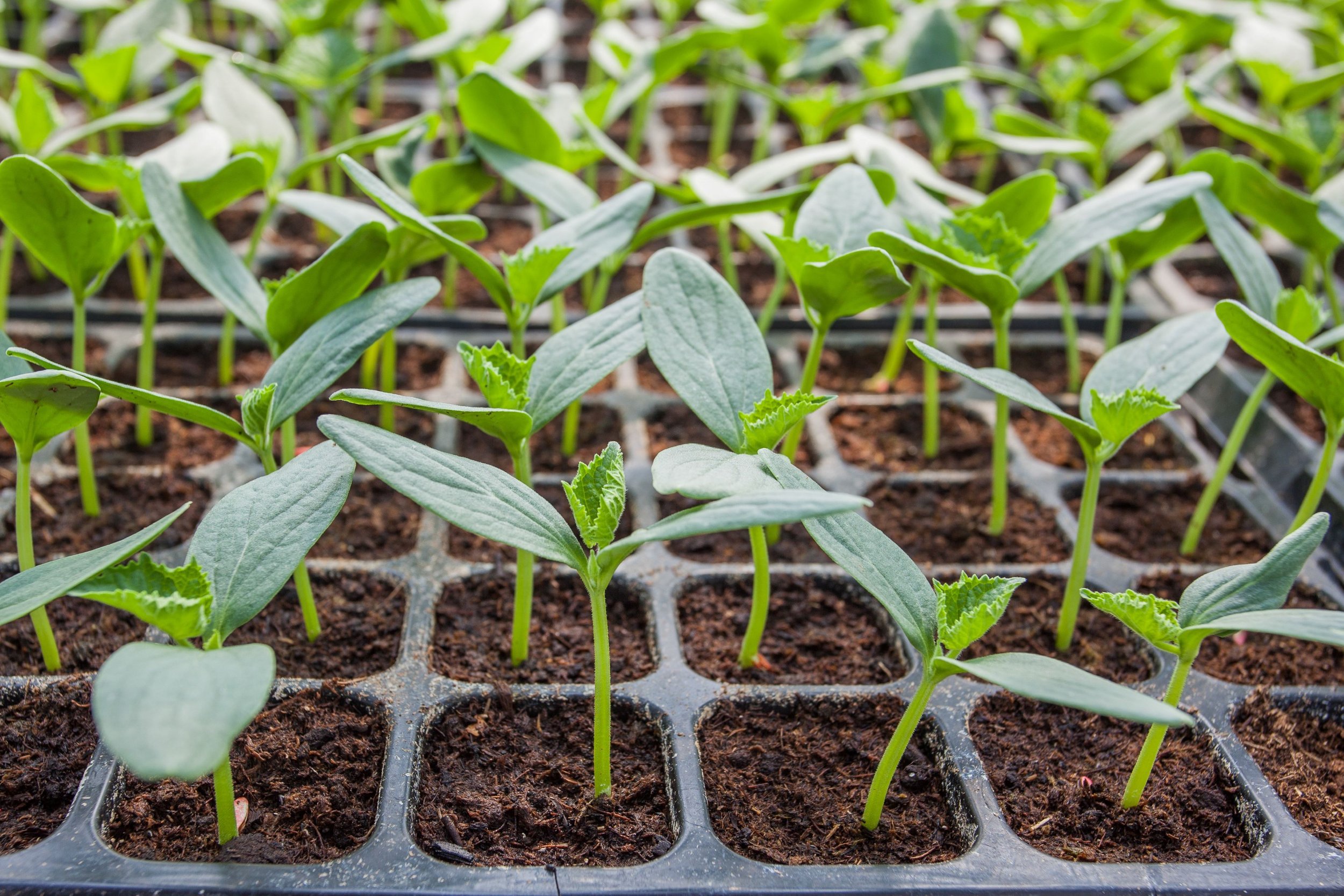 seedling.jpg
