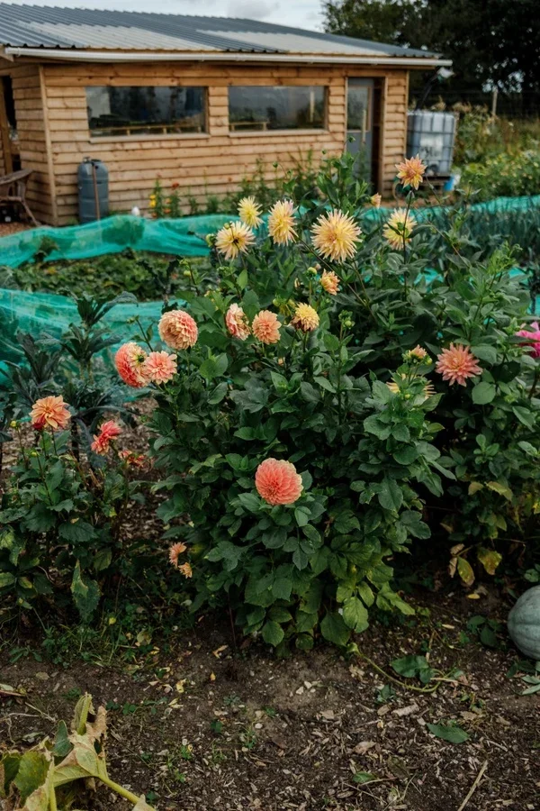 Dahlias
