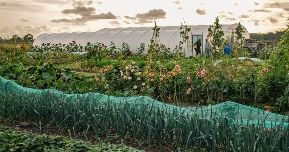 Our beds & polytunnels