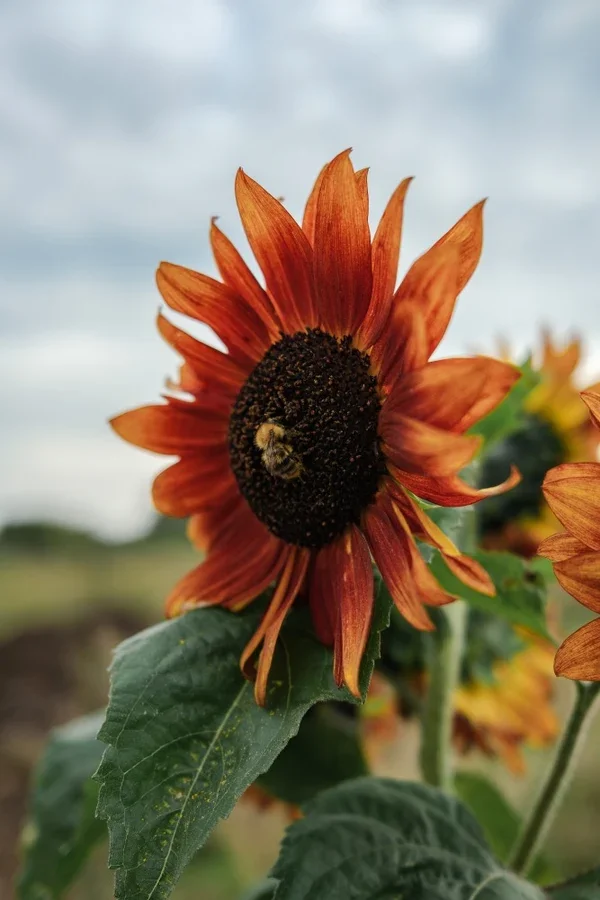Little bee enjoying our sunflower