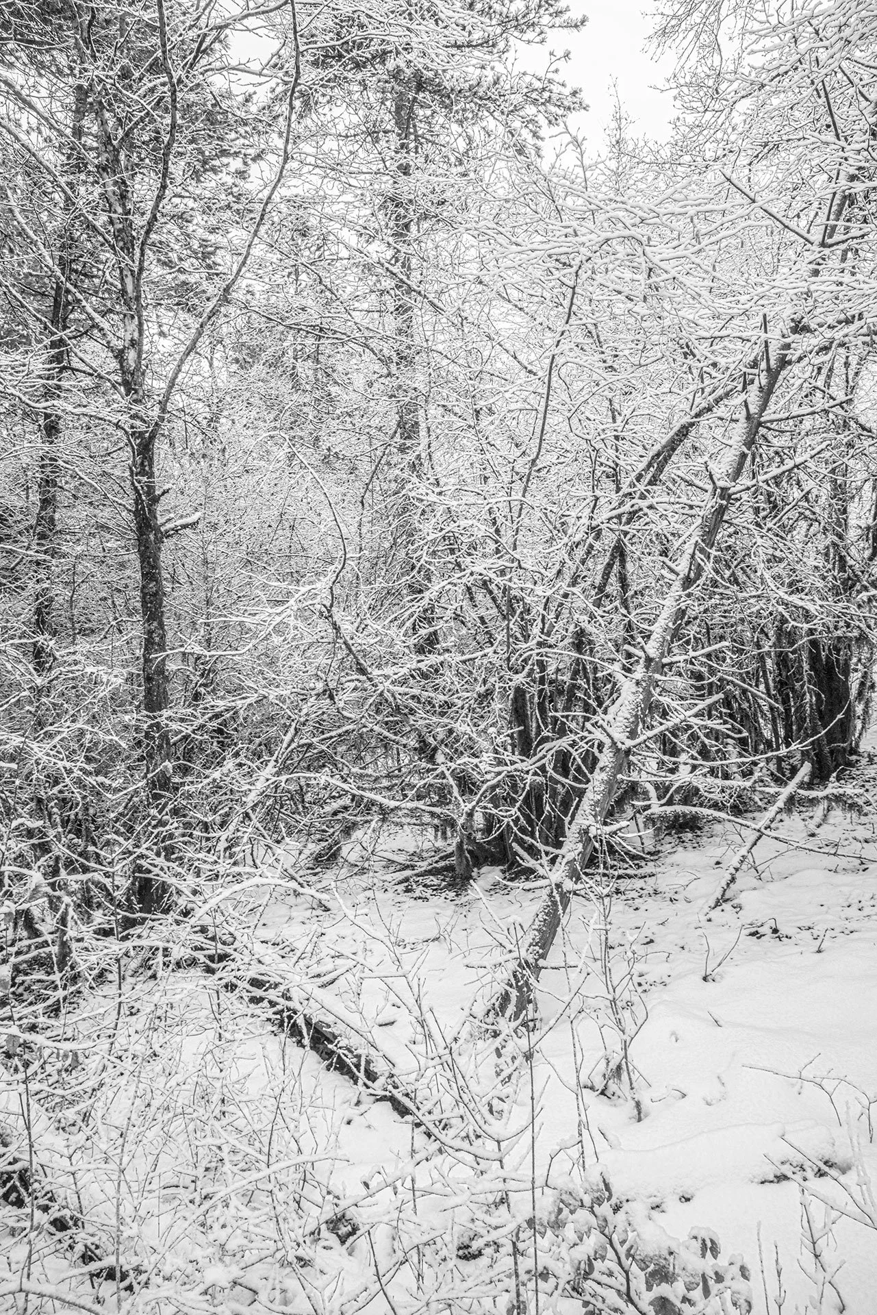 _DSC1053.jpg