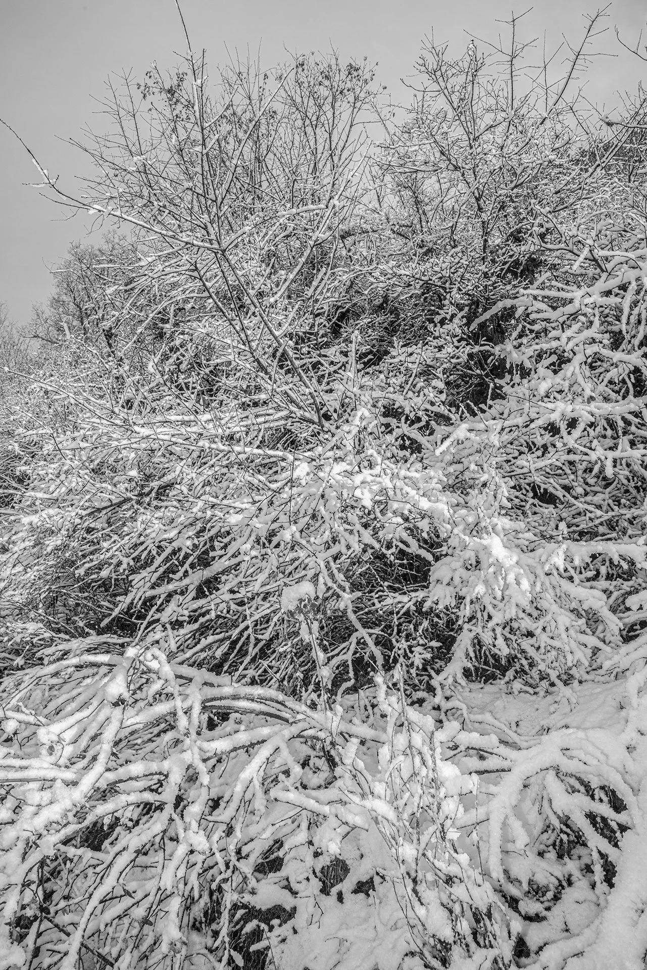 _DSC0996.jpg