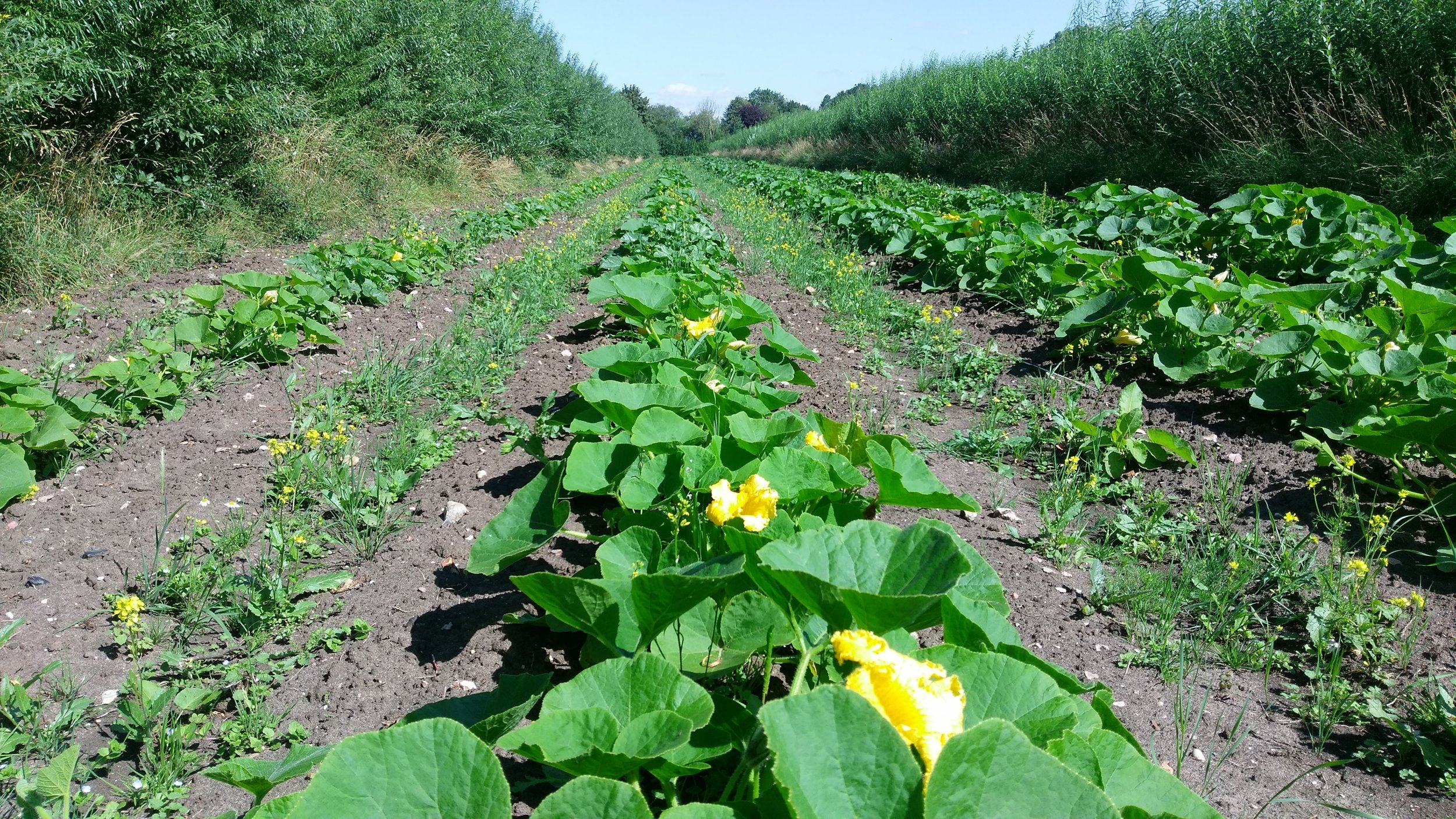 Squashes in SRC silvoarable system, Wakelyns Agroforestry, Aug 2016 Photo courtesy of AGFORWARD Project