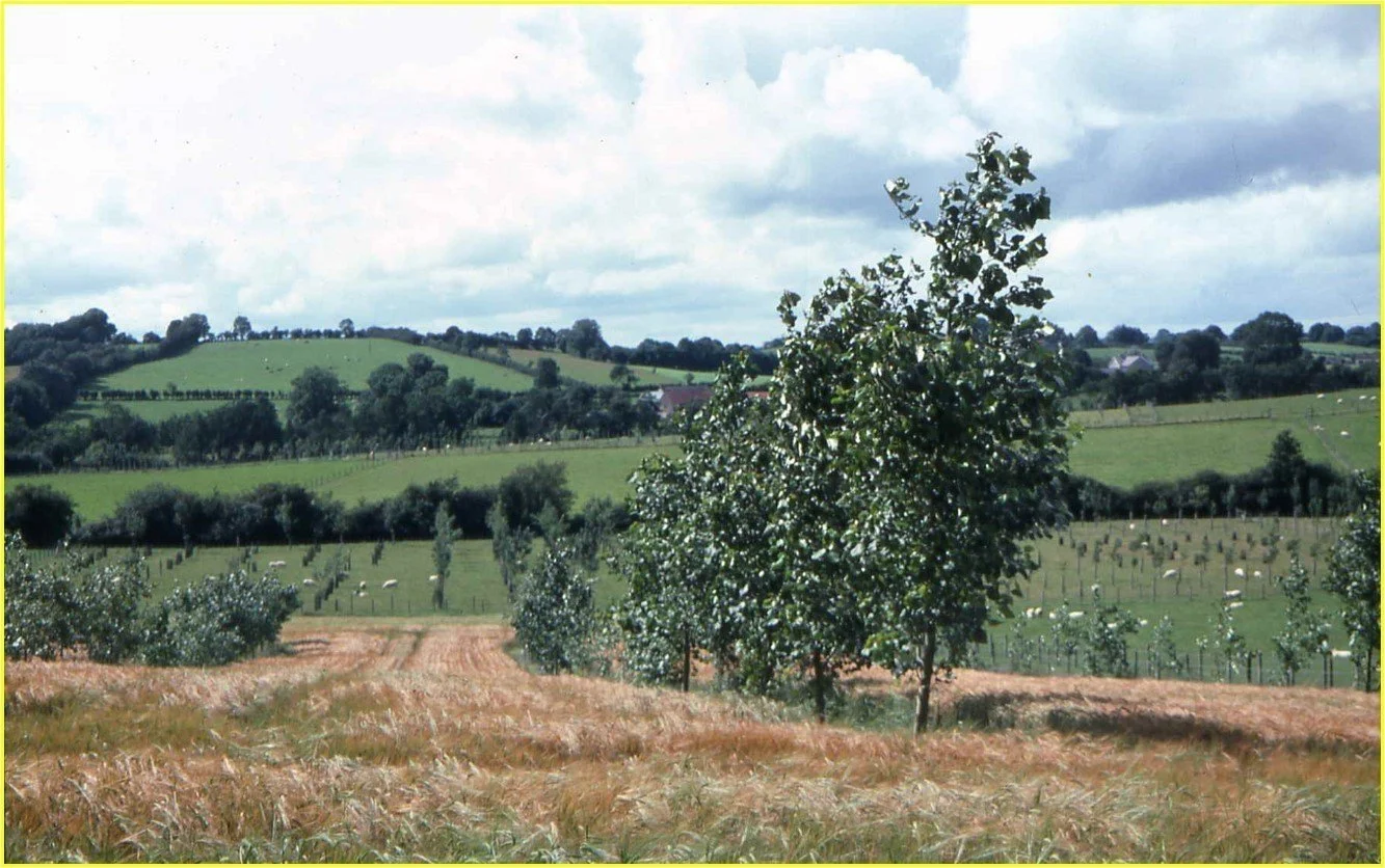 silvoarableloughgall.jpeg