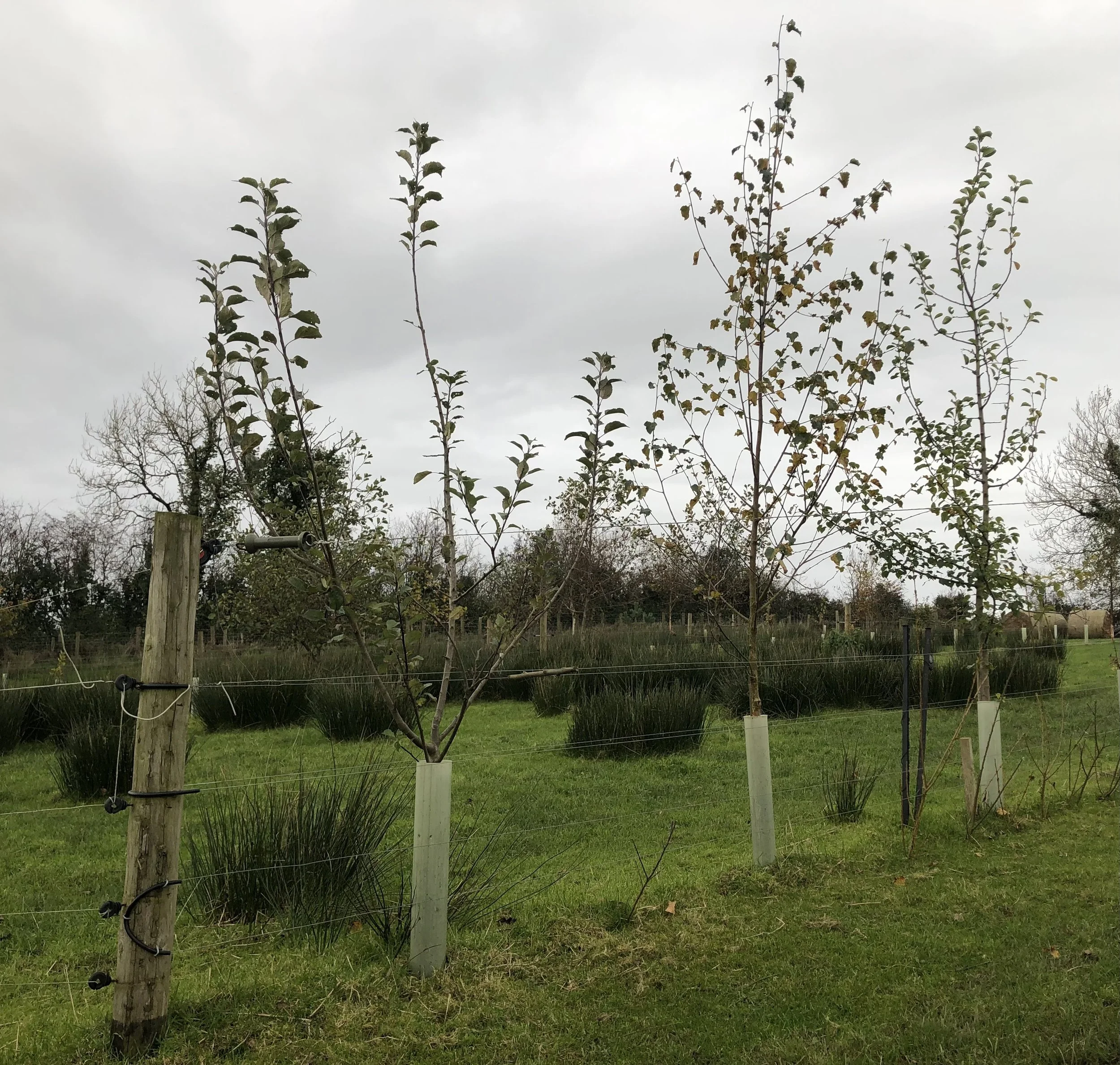 Biodiversity Walk, Irvinestown