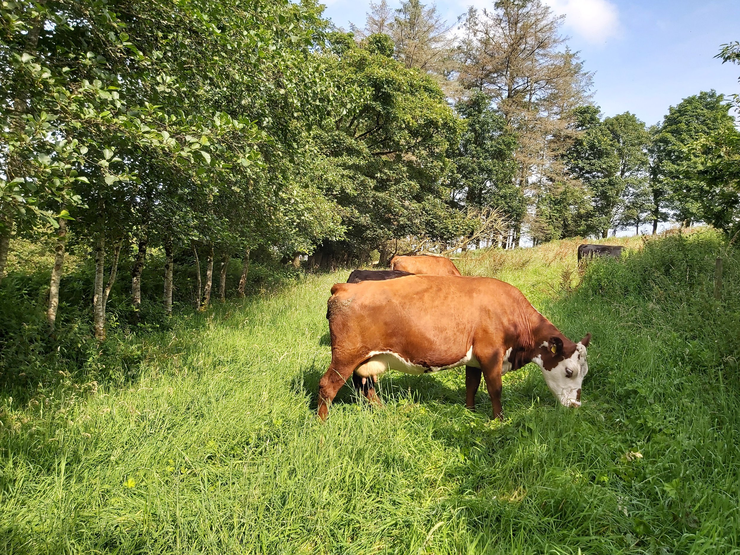 Hedgerows and Shelterbelts — Irish Agroforestry Forum