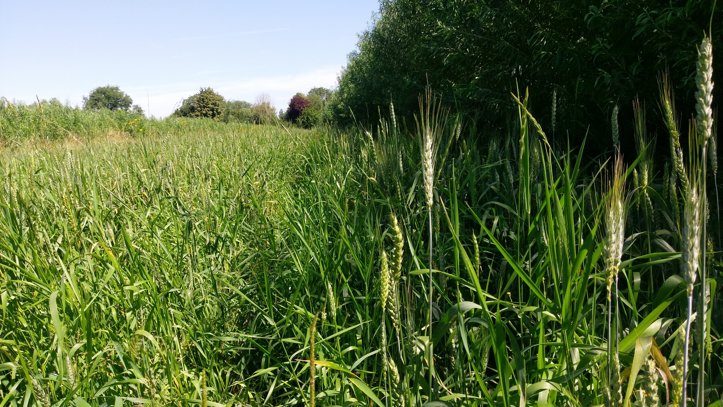 CCP spring wheat trials at Wakelyns Agroforestry, July 2016 Photo courtesy of AGFORWARD PROJECT