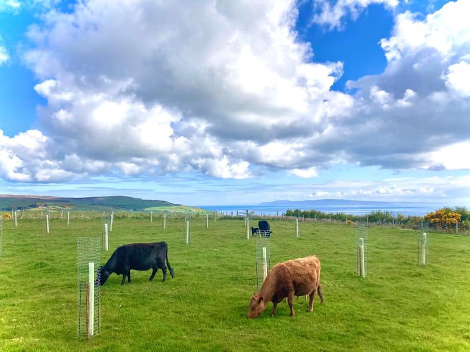 Dexters in Agroforestry, Mathers Farm, Cushendall