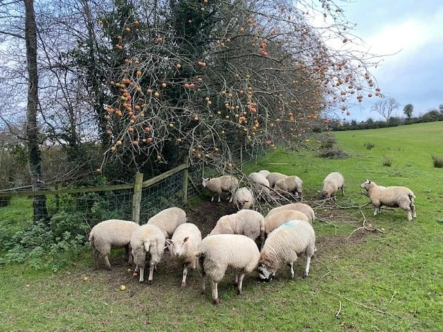 Biodiversity Walk, Irvinestown