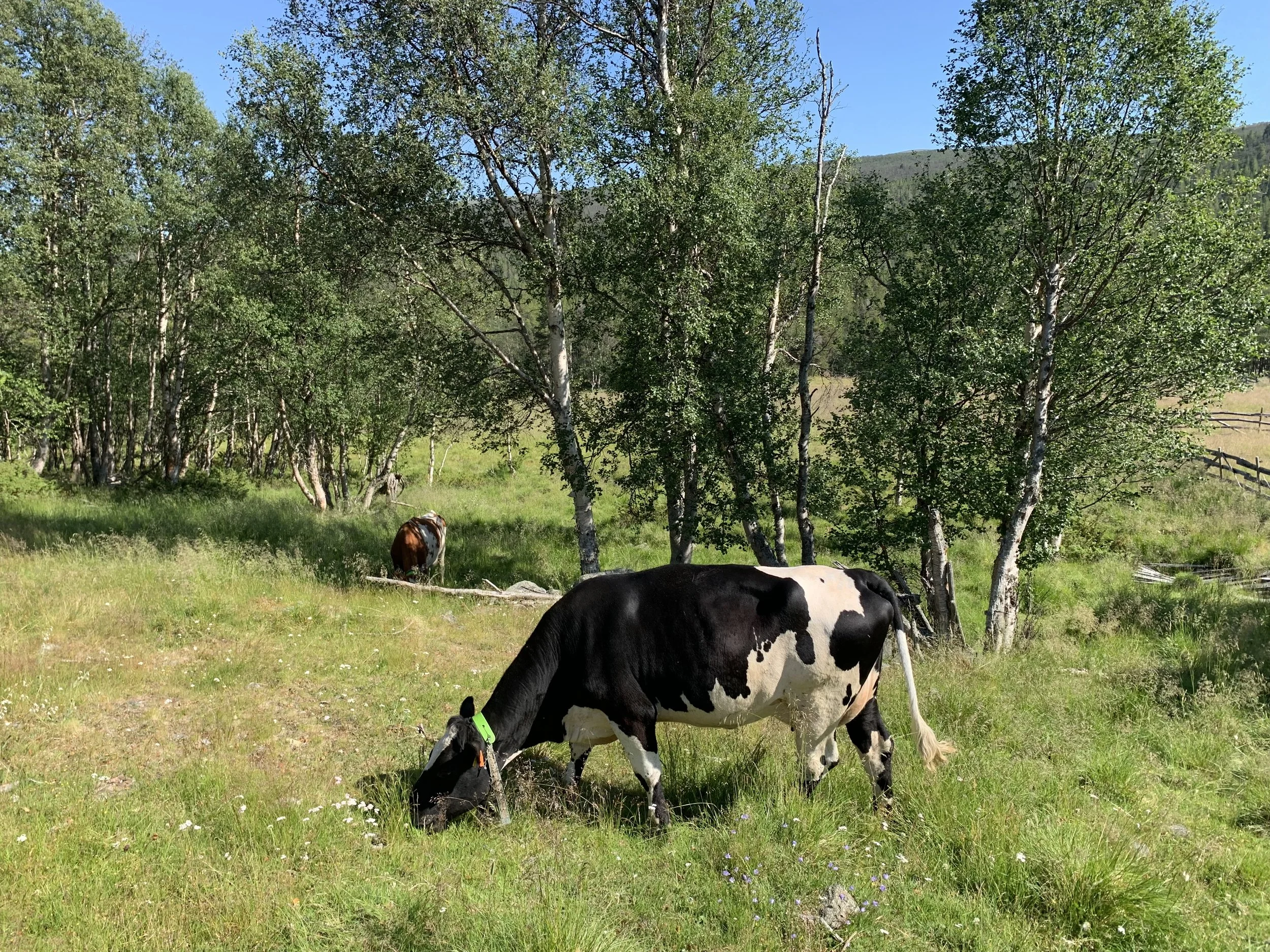 Sommaren på Bjøknesetre