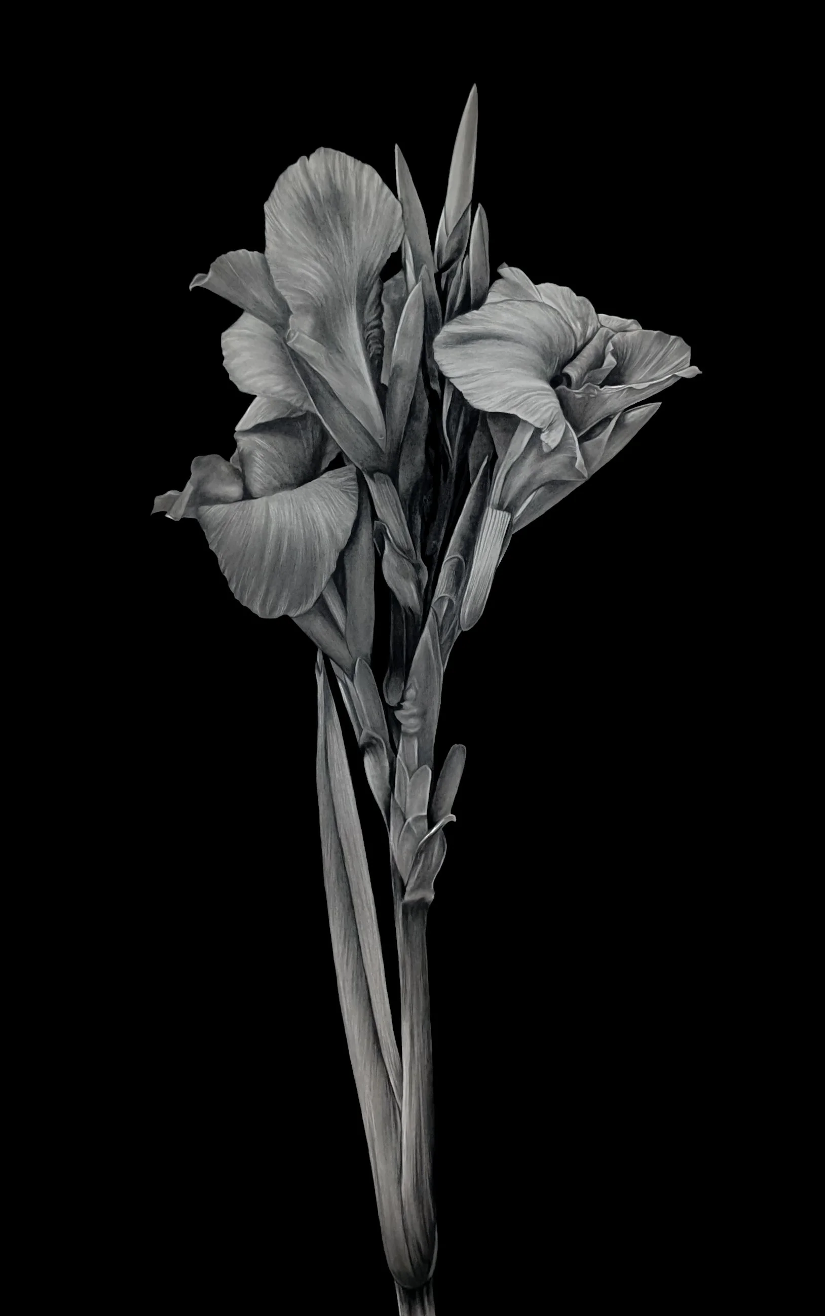 Regent's Park Bloom, 2025  
Graphite and charcoal on paper  
102 x 65 cm (112 x 75 cm framed)