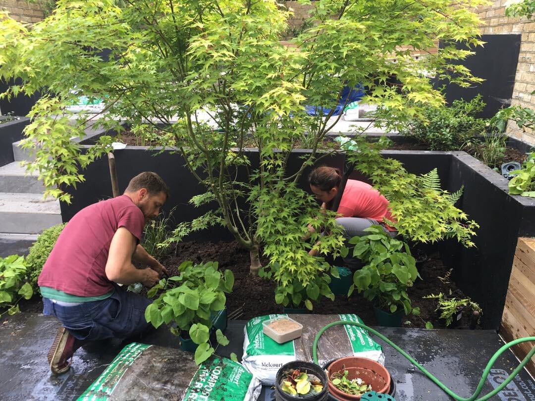 Planting day in Bow last year. A contemporary garden with a green &amp; textured planting design. Huge thanks to @emmalouisecontent &amp; @digsawprojects for the great job you did planting while I was pregnant with Alba #bringingaspacetolife #greenpl