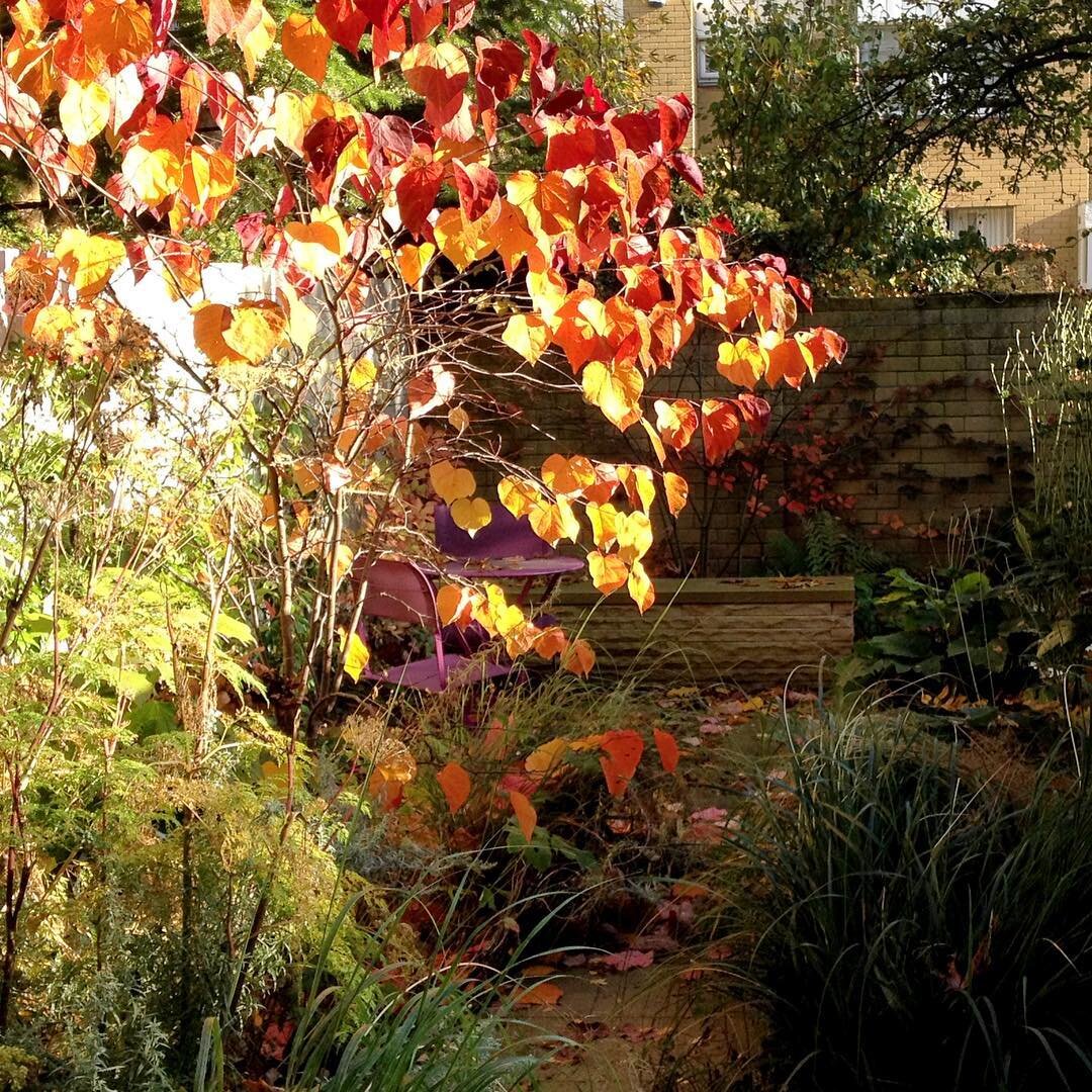 Positioned to catch the autumn sunlight. #autumnleaves #designingwithlight #cerciscanadensis #catrionacaldwellstudio #gardendesigncambridge