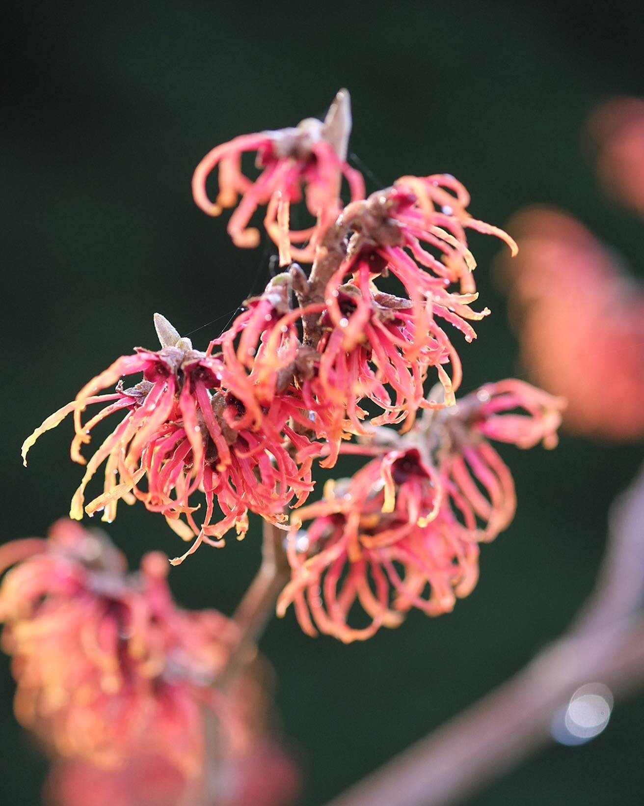 Something for winter in the garden.

Hamamelis x intermedia &lsquo;Jelena&rsquo; flowers glowing,  backlit by the winter sun. 

&lsquo;Jelena&rsquo; is one of the earliest flowering witch hazel. This photo was taken over Christmas.

#wintergarden