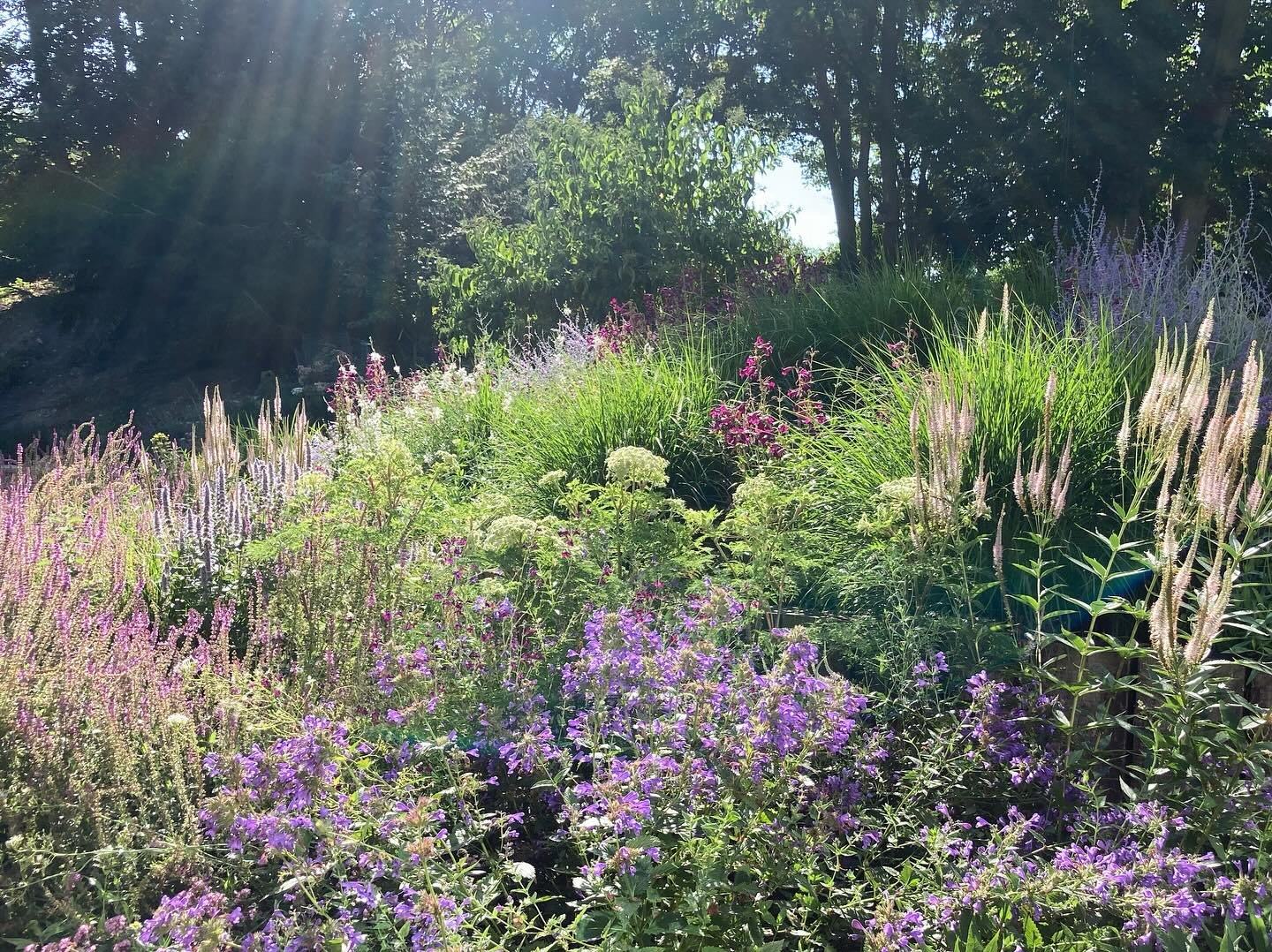 A view of the deep borders we planted last year in one of our Cambridgeshire projects.

Planting softens a level change that wraps around the rear of the house, creating a home immersed in colour &amp; texture. 

#gardendesign #plantingdesign #countr